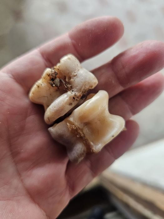 Асички, асық улкен