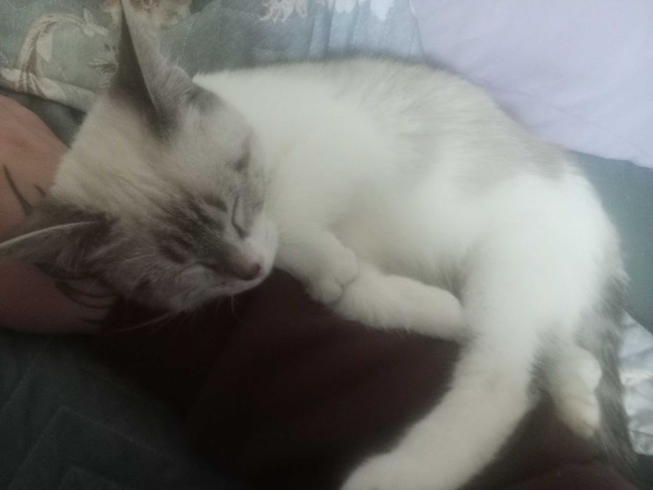 Продам котенка сиамского