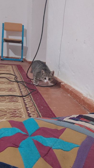 Ұрғашы мысық 2 айлық