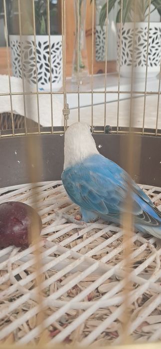 Lovebird nar zotdor