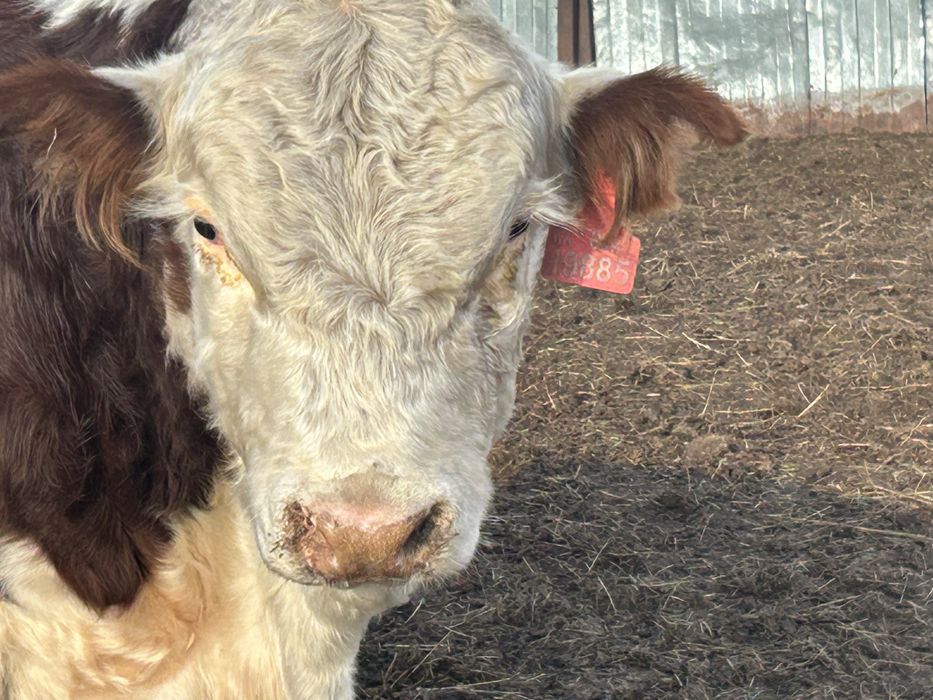 Подсос Сатылады 50 бас