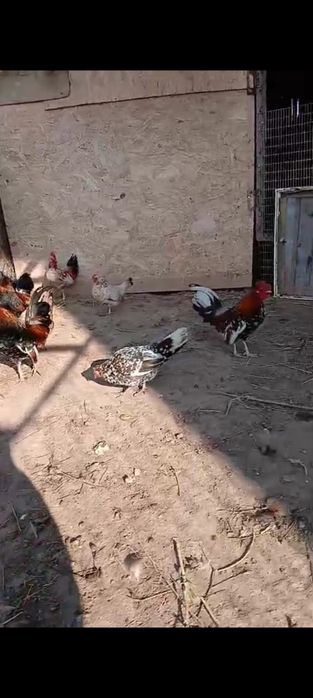 Карликовые куры бентамка