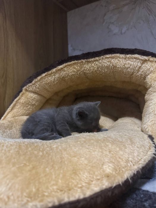 Котенок скотишшш