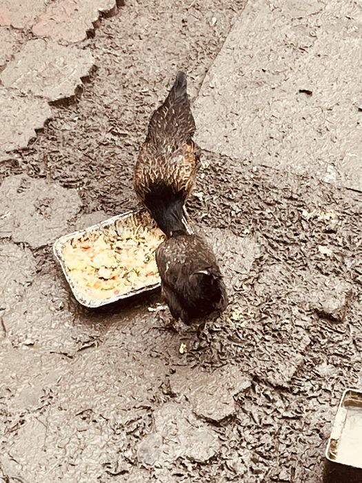 куры домашние несушки