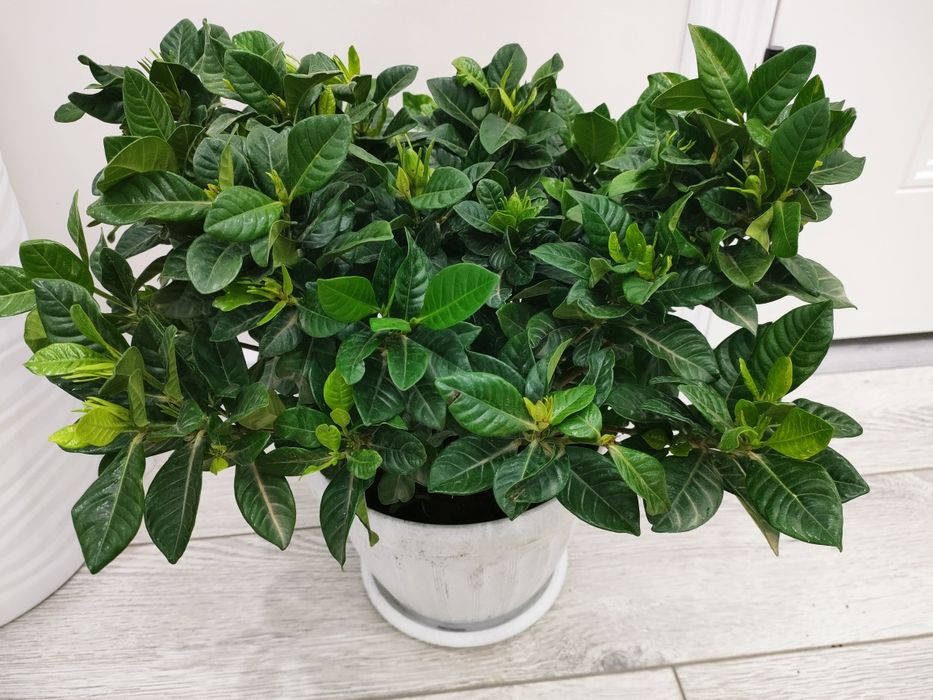 Комнатные цветы, доставка