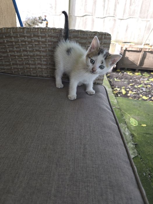 Pisoi spre adopție