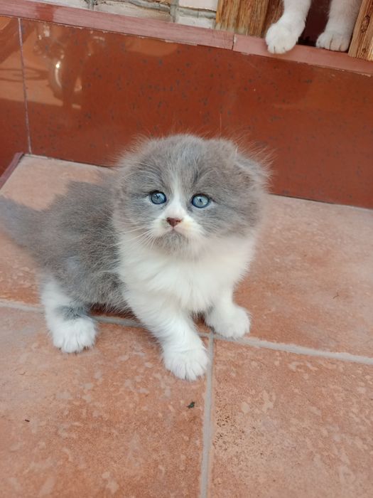 Вислоухие котята 
Предлагае