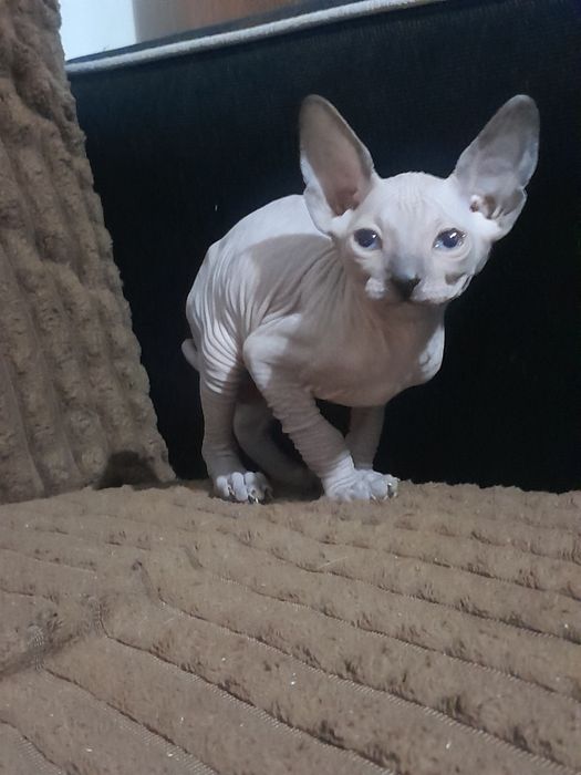 Продам  котенка сфинкс