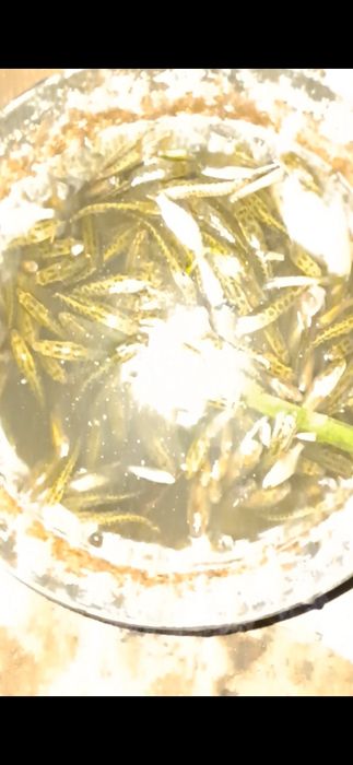 Малёктар сатылады жыланбалық  змейголова