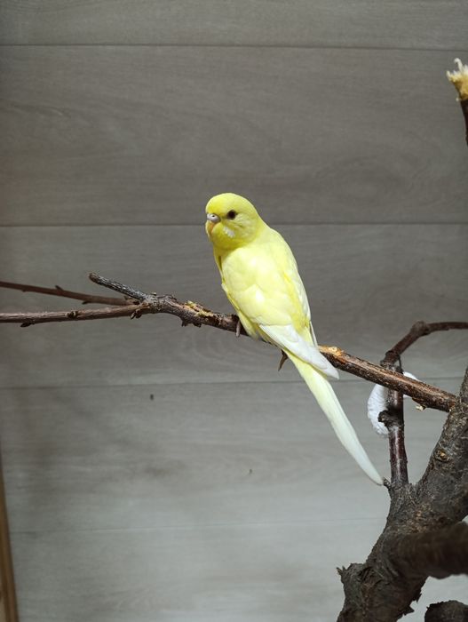 Волнистые попугаи молодые