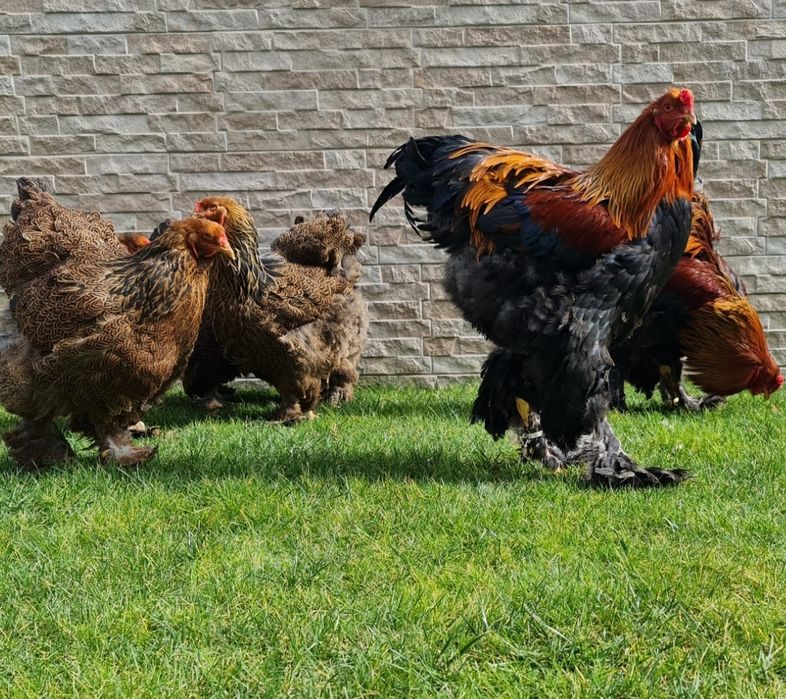 Vand Gaini,Cocosi,Familii Brahma diferite culori.Trimit în tara