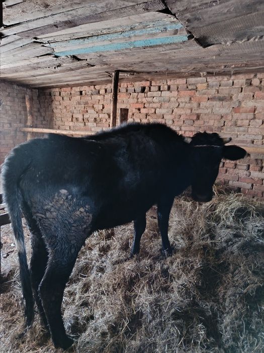 Продам перво тёлок с телятами