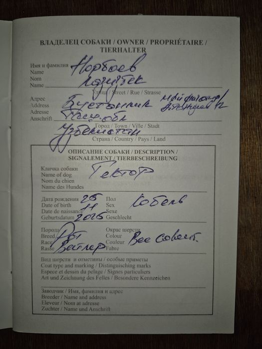Чистокровный Ротвейлер...