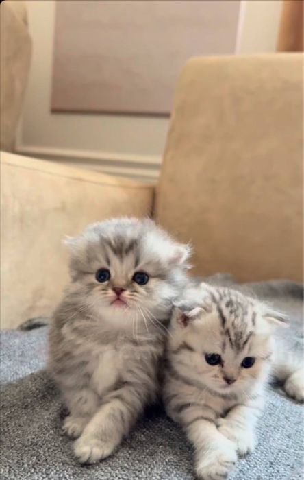 Приглашаем кошек на вязку