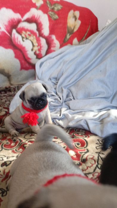 Продам щенков мопса