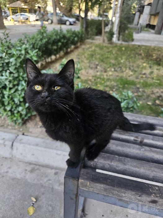 Чёрная кошка котёнок в Добрые Руки!