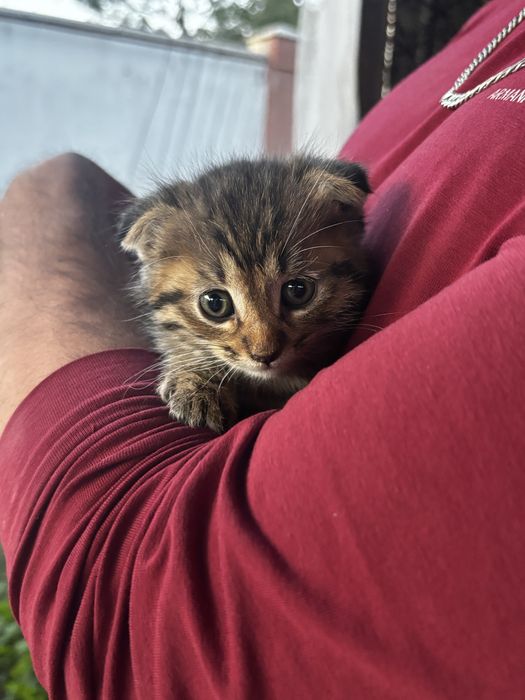 Котенок в хорошие руки