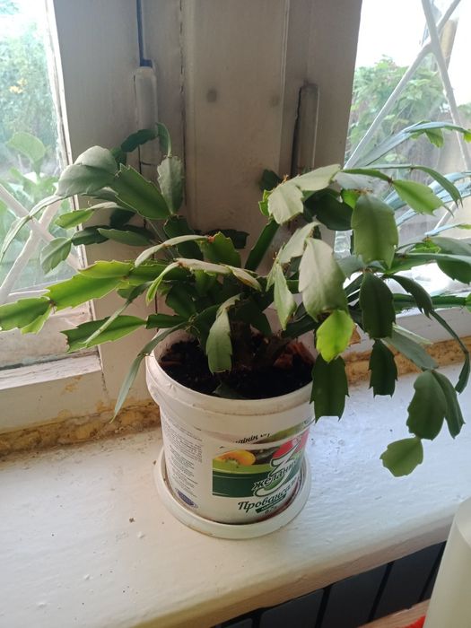 Комнатные цветы. Реальная цены.