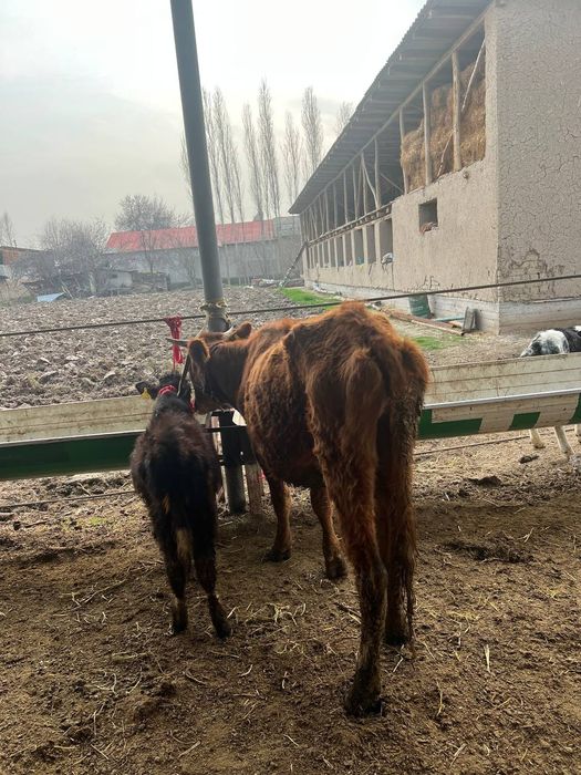 Она бола сигир 1-корин