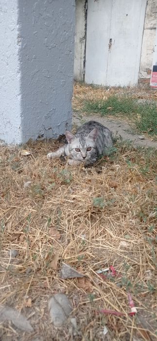 Отдам в хорошие руки
