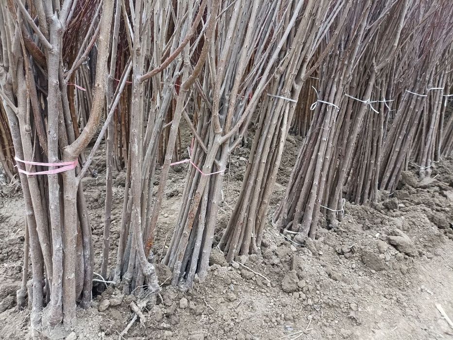 Мевали кучатлар оптом. Mevali ko'chatlar bor.