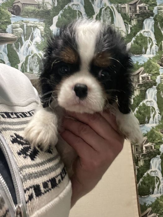 Кавалер кинг чарльз спаниель