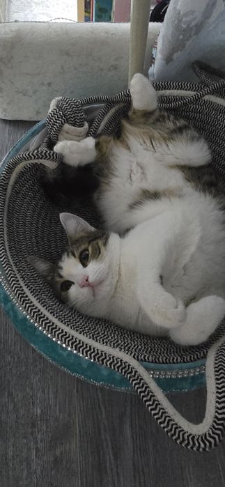 Отдам кошку  в добрые руки