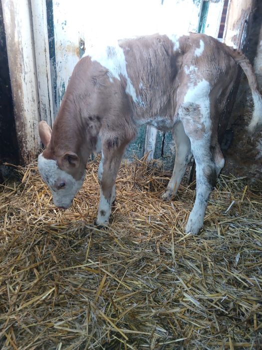 Taur si vitica de vanzare