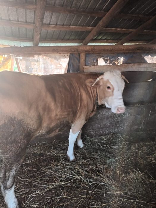 Vaca De abator 700kg