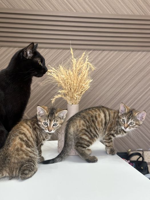 Продается котенок
