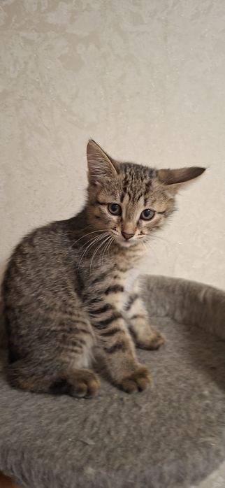 Милые котята в добрые руки