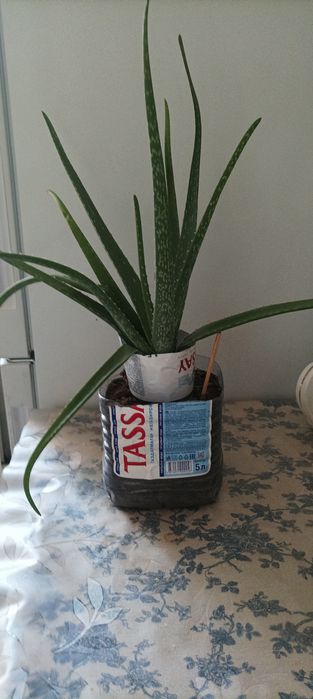 Продам алоэ лечебный, 4 года