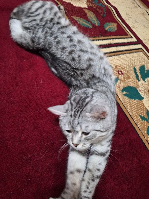 Прямоухии шотлан код.Вязка