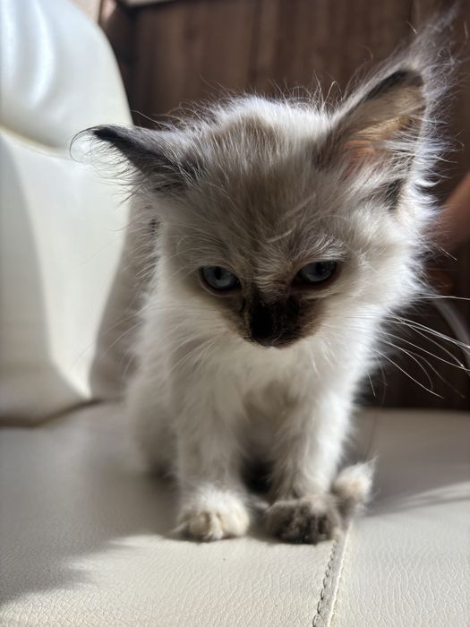 Котеночек в добрые ручки