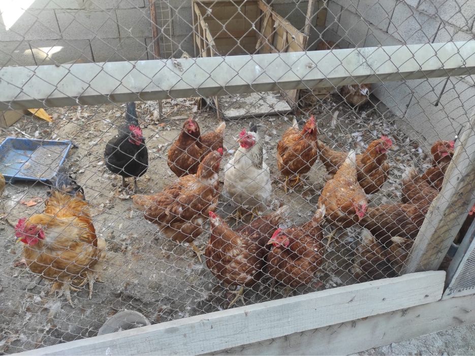 Несушки курицы продам