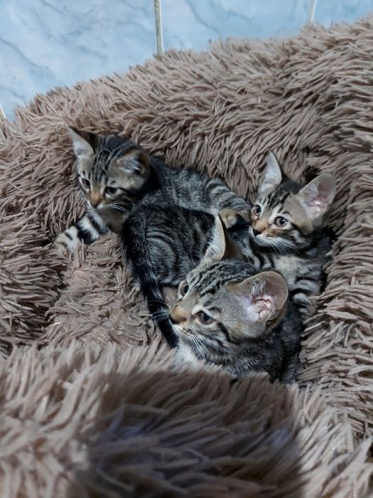 Продам бенгальских котят