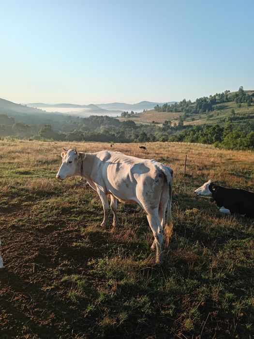 Vacă de vânzare Bistrița