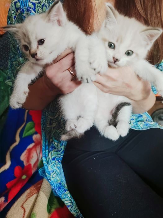 Котята в добрые руки
