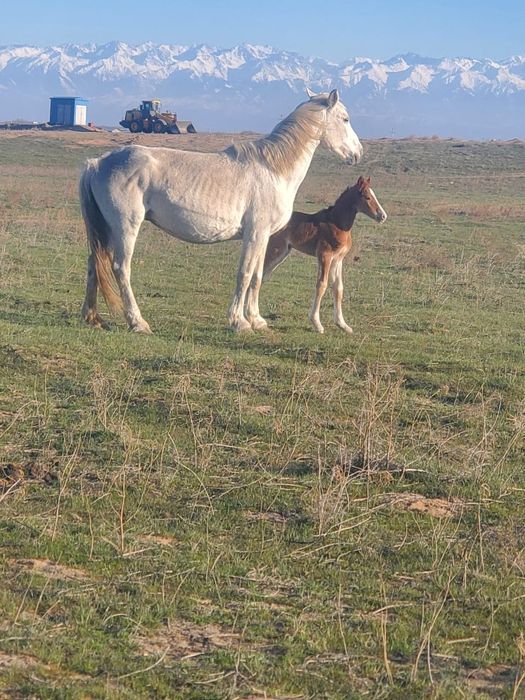 Продам Жеребца-Айгыр