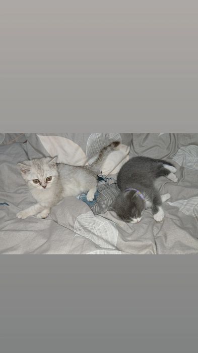 Parodisti mushucala qizbola ogilbola sotiladi