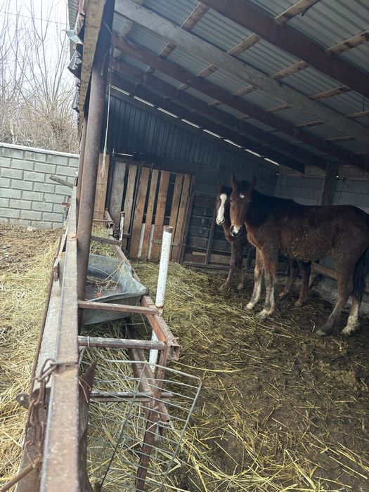 Екі тай сатылады