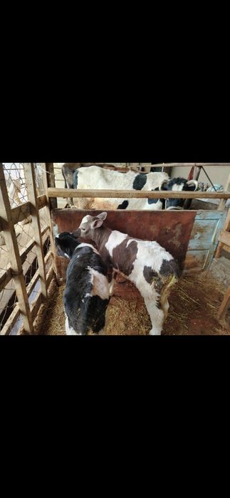 одежда Бузаулар сатылады