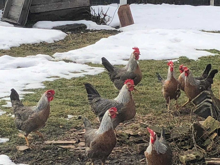 Vând pui găină de rasa italiană argintie