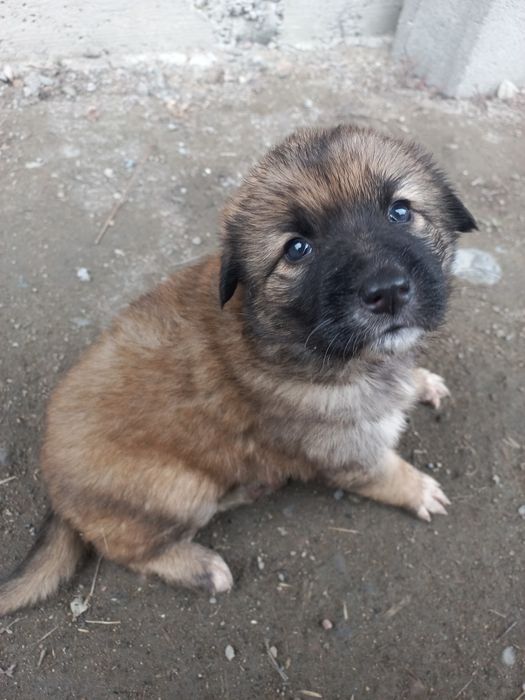 Отдадим щенят в  добрые руки