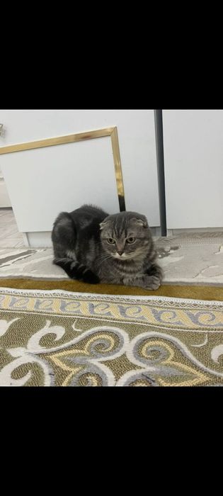 Отдам  Кошку в добрый руки