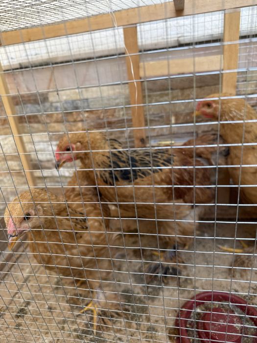 Brama kichkinaligidan qaralgan