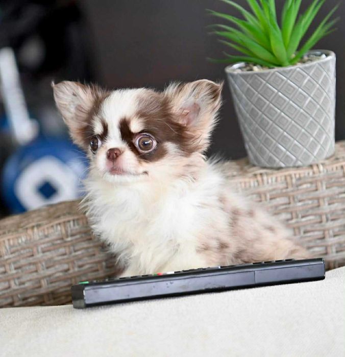 Женско дългокосместо миниатюрно чихуахуа шоколадово мерле