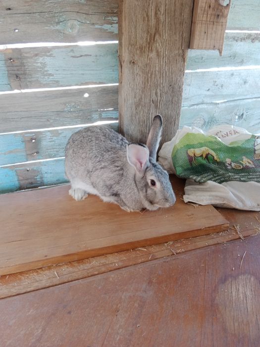 Продам кроликов с клеткой