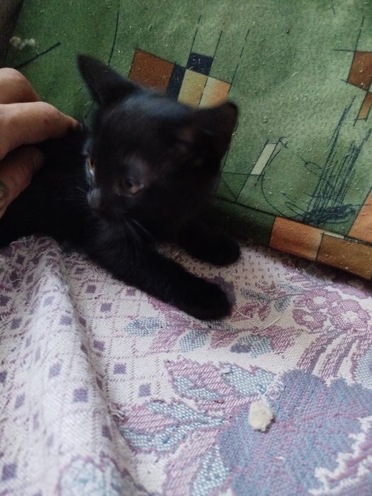 Отдам котят в хорошие руки