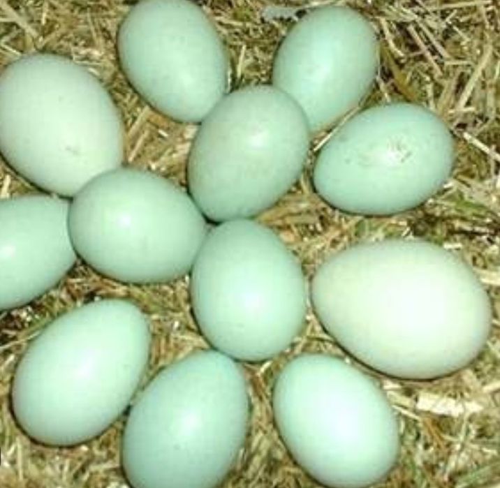 Инкубационные яйца уйхейлиюской породы